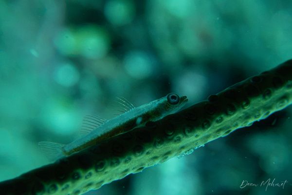 Seawhip Goby - Photo 2