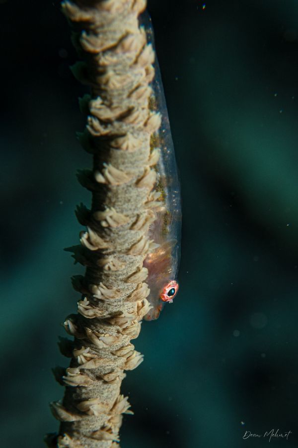 Seawhip Goby - Photo 3