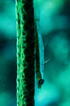 Gobies, Cardinalfishes and Allies representative species