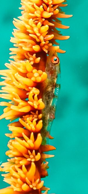 Seawhip Goby