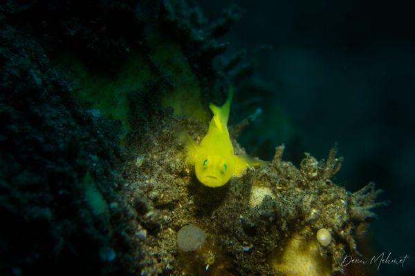 Yellow Pygmy Goby - Photo 2