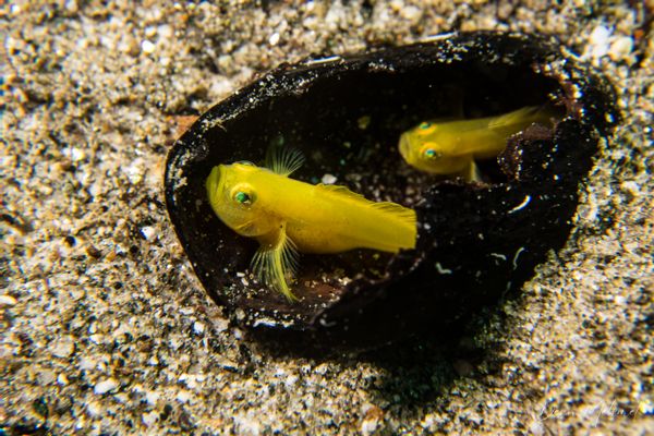 Yellow Pygmy Goby