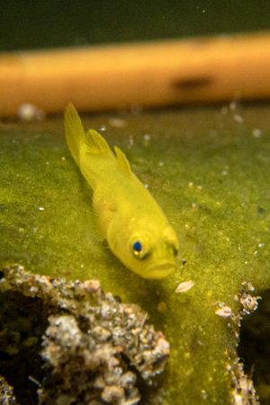Yellow Pygmy Goby representative species