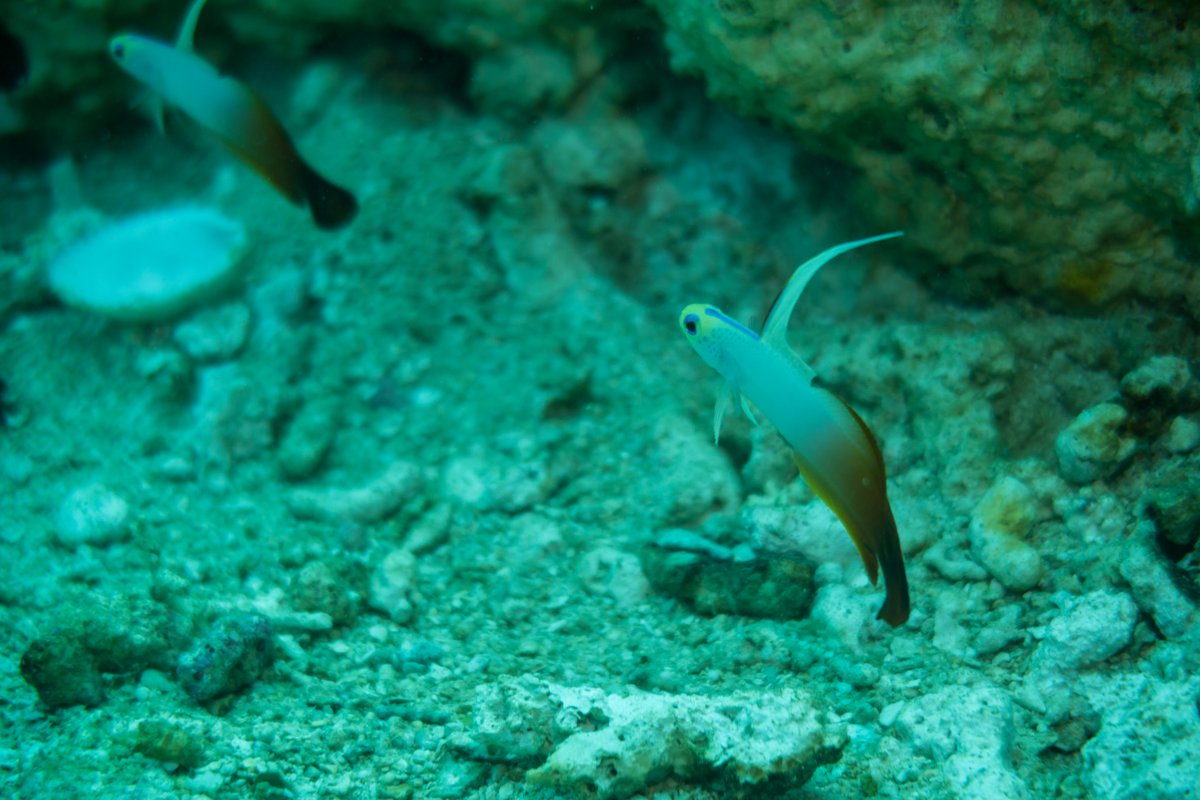 Red Firegoby hero image