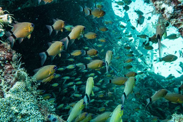Ringtail Cardinalfish - Photo 1