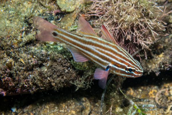 Western Striped Cardinalfish - Busselton, WA - 14 March 2026 - Dive 2 - Busselton Jetty