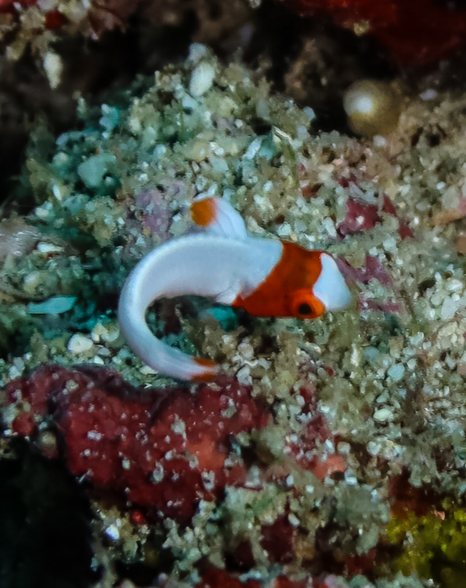 Spotted Parrotfish