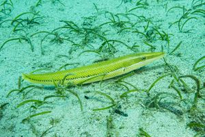 Wrasses and Allies representative species