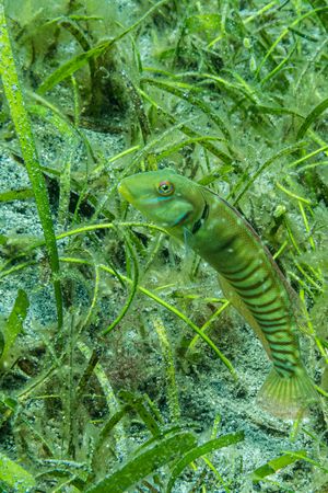 Wrasses and Allies representative species