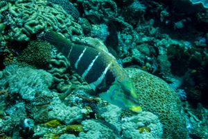 Wrasses and Allies representative species
