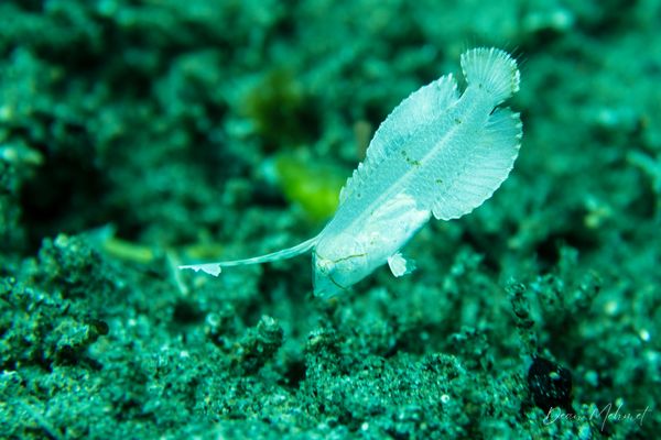 Blue Razorfish - Photo 1