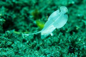 Blue Razorfish representative species