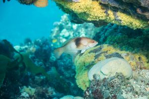 Bluethroat Wrasse representative species