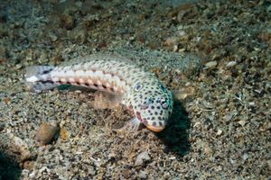 Parapercis representative species