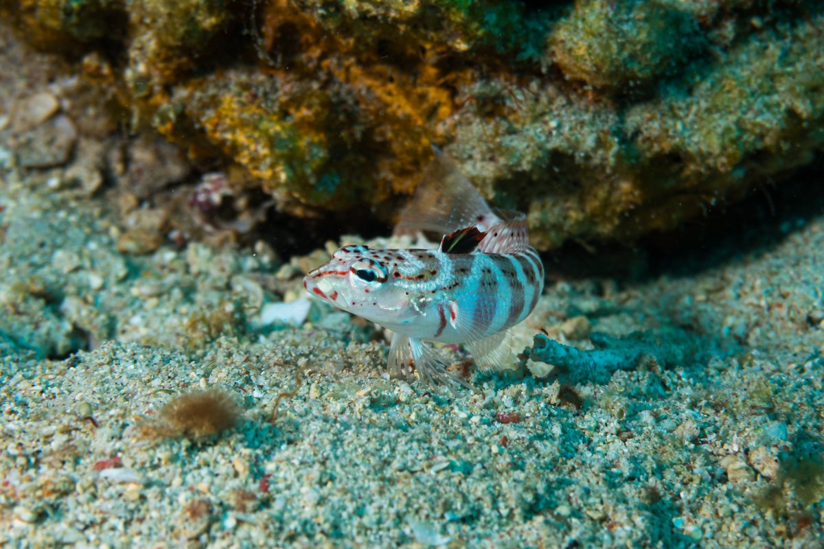 Lyretail Grubfish hero image