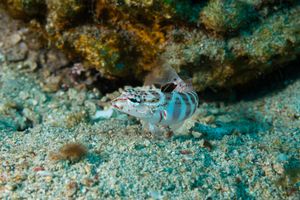 Parapercis representative species