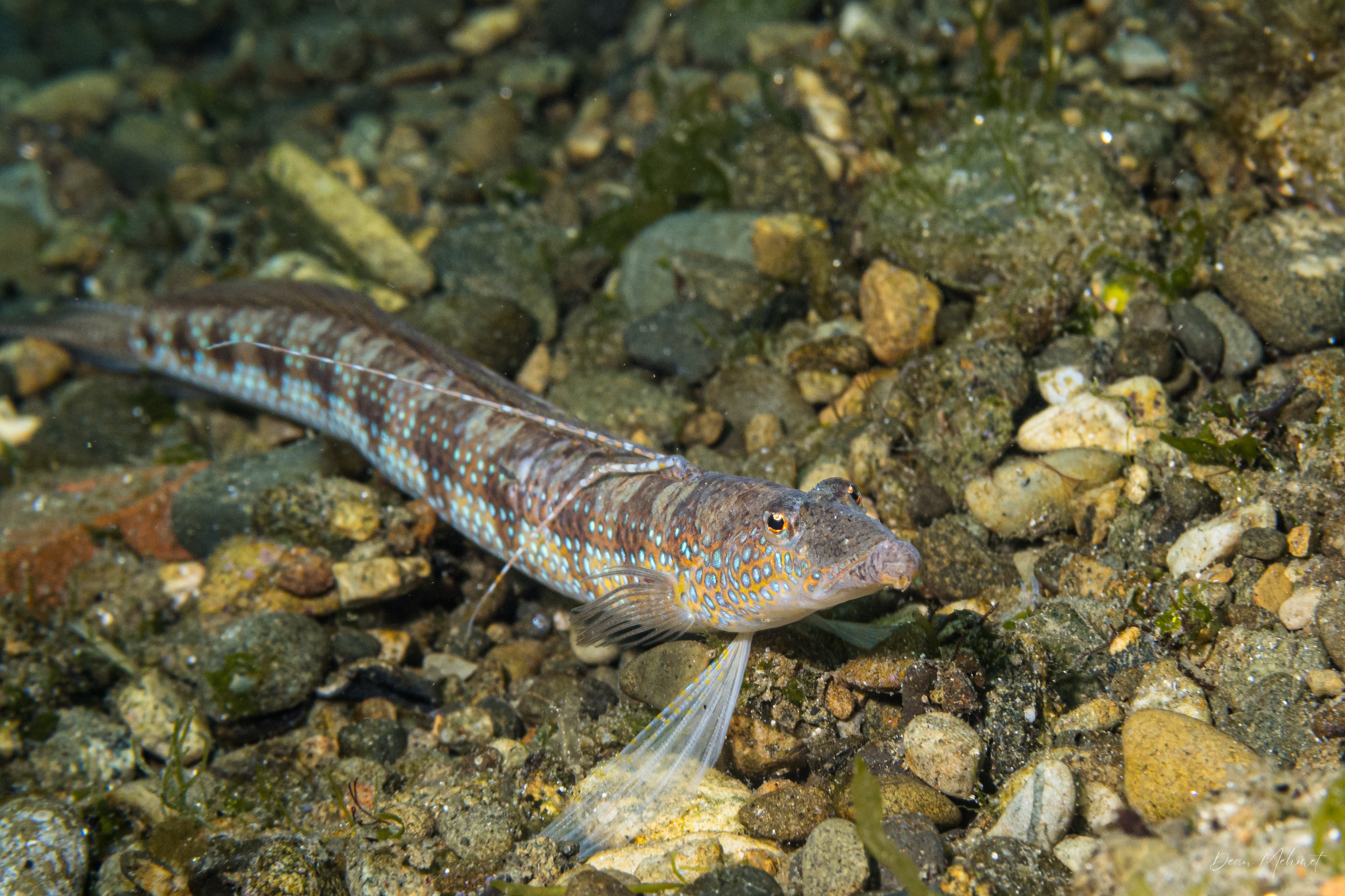 Parapercis sp.