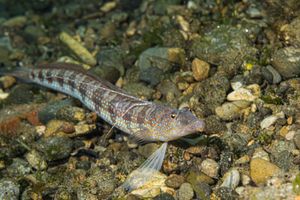 Parapercis sp.