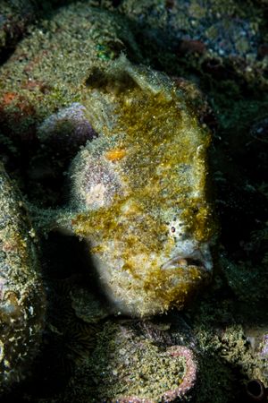 Abantennarius