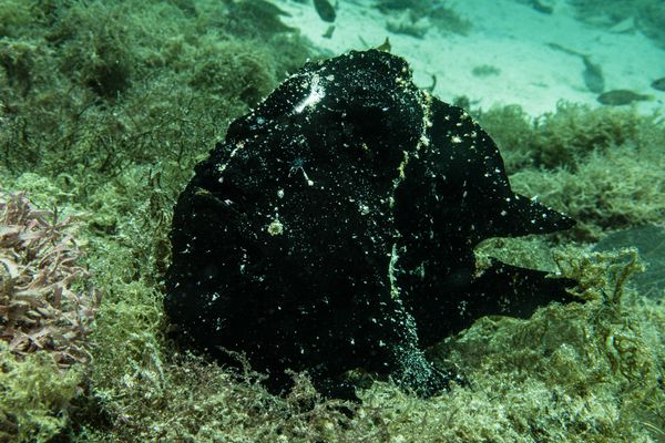 Giant Anglerfish - Photo 1