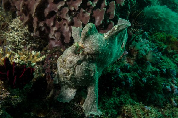 Giant Anglerfish - Photo 3