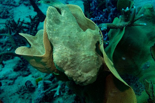Giant Anglerfish - Photo 6