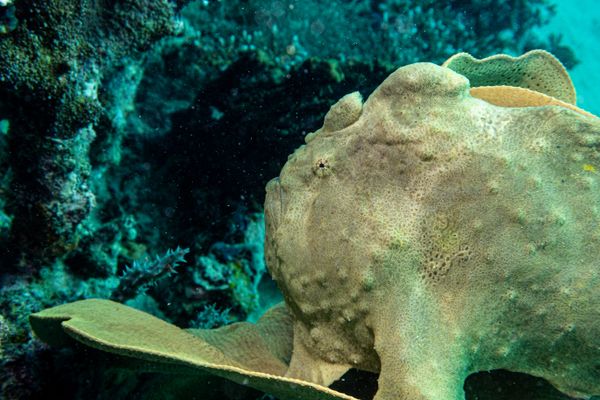 Giant Anglerfish - Photo 8
