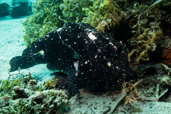 Giant Anglerfish - Photo 9
