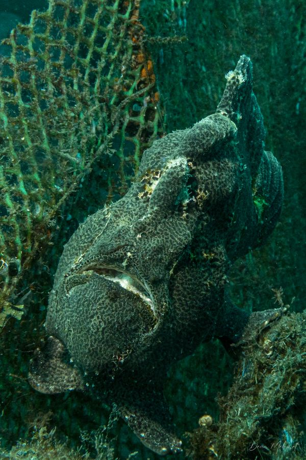 Giant Anglerfish - Photo 10