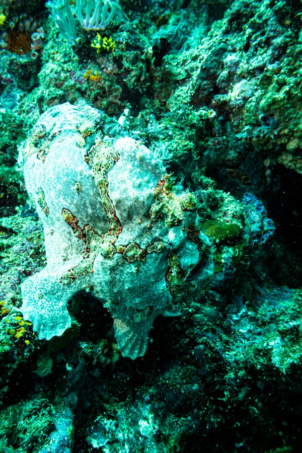 Giant Anglerfish - Photo 12