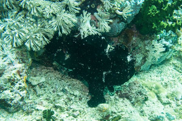 Giant Anglerfish - Photo 13