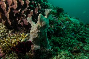 Giant Anglerfish