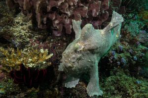Giant Anglerfish