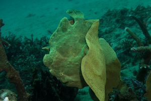 Giant Anglerfish