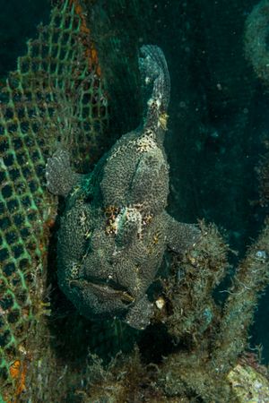 Giant Anglerfish