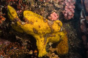 Giant Anglerfish