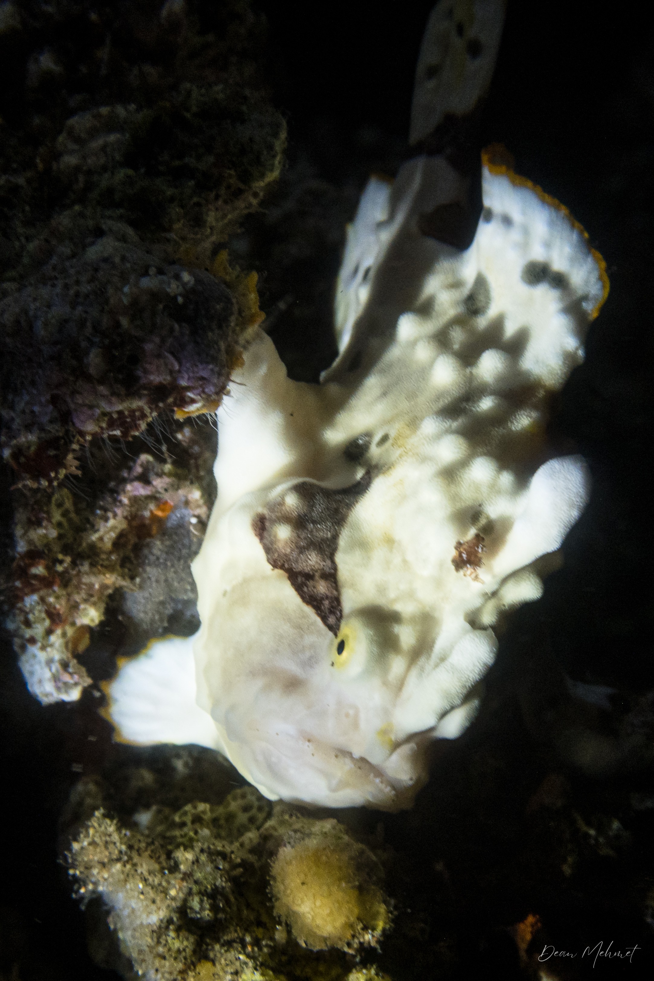 Warty Anglerfish