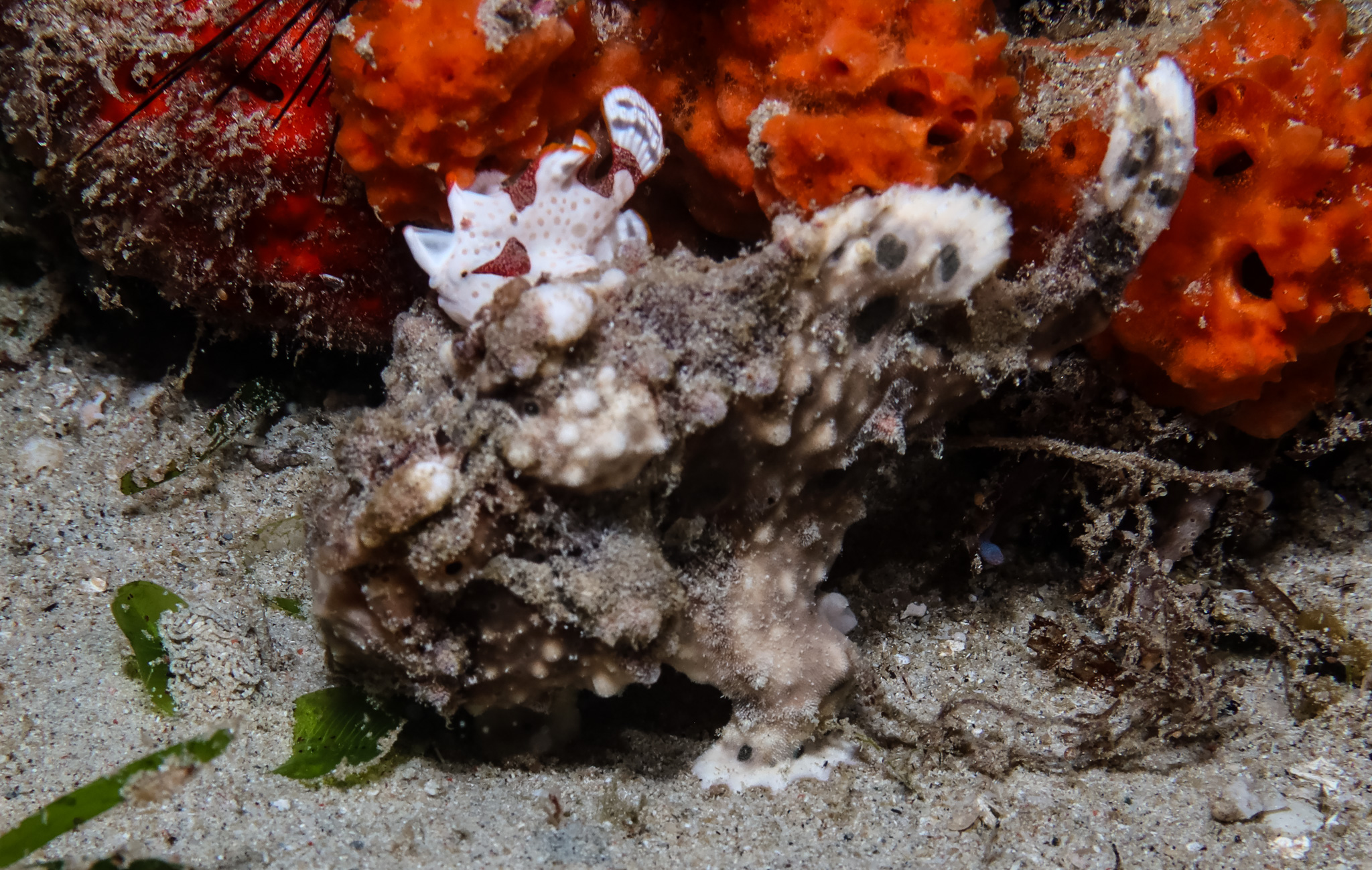 Warty Anglerfish