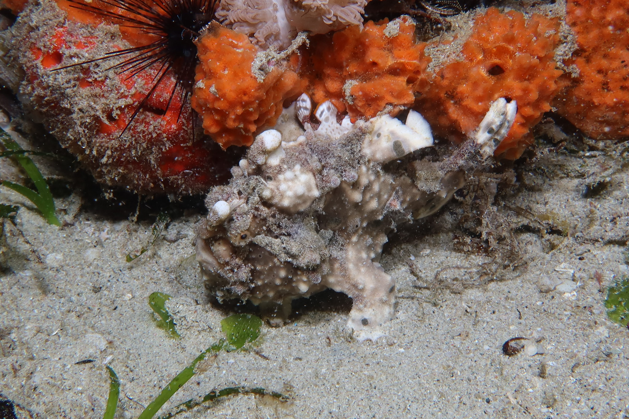 Warty Anglerfish
