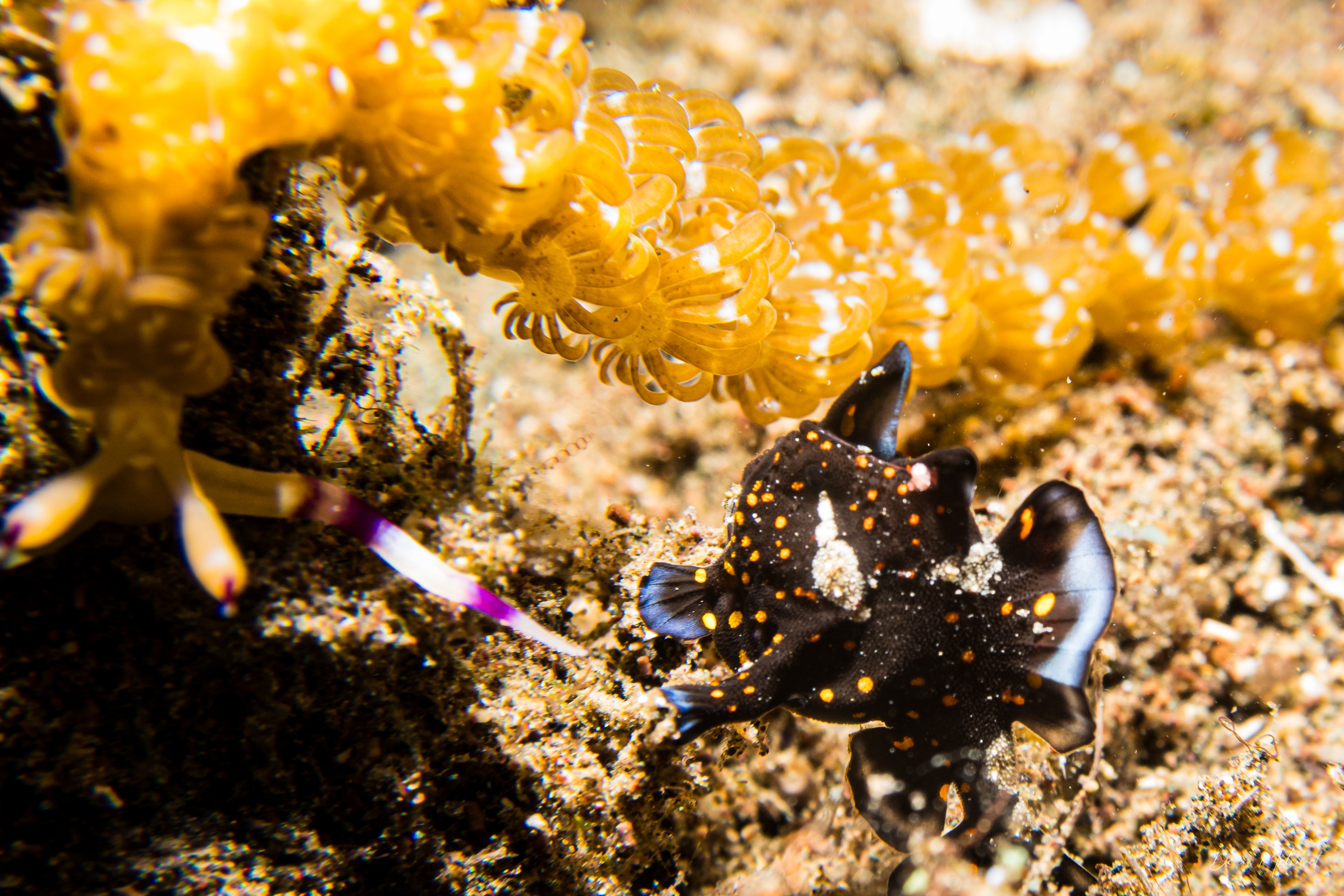 Warty Anglerfish