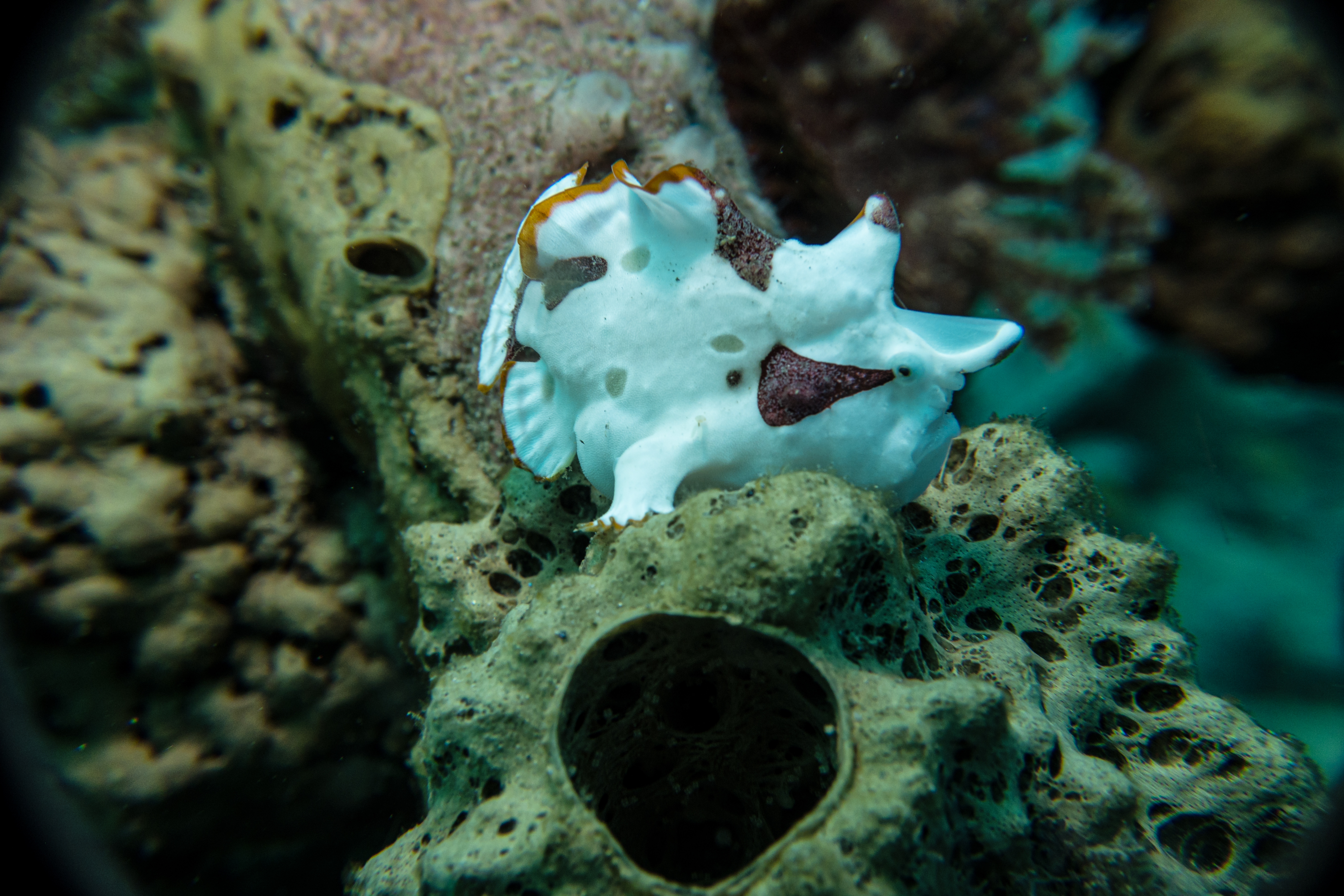 Warty Anglerfish