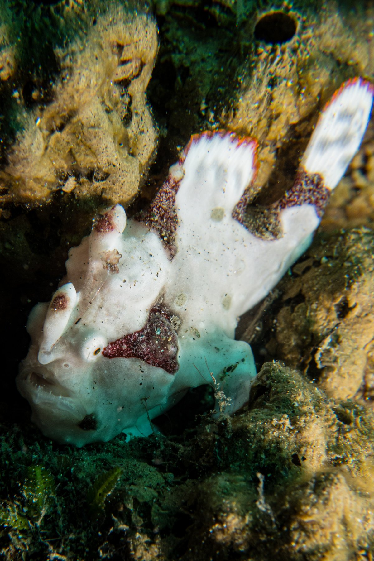 Warty Anglerfish hero image