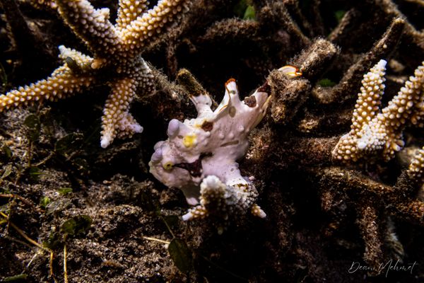 Warty Anglerfish - Photo 5