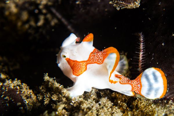 Warty Anglerfish - Photo 8