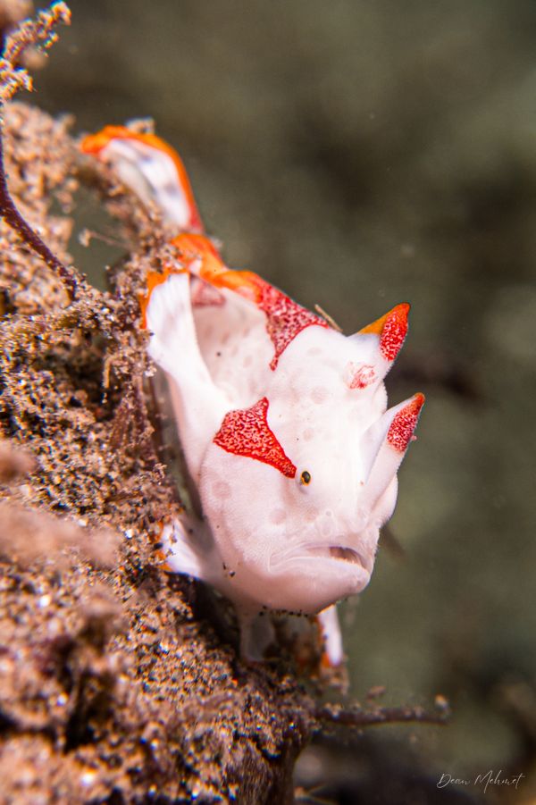 Warty Anglerfish - Photo 9