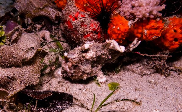 Warty Anglerfish - Puerto Galera - 10 June 2025 - Dive 3