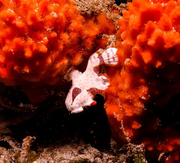 Warty Anglerfish - Puerto Galera - 10 June 2025 - Dive 3