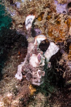 Warty Anglerfish