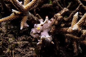 Warty Anglerfish
