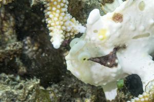 Warty Anglerfish